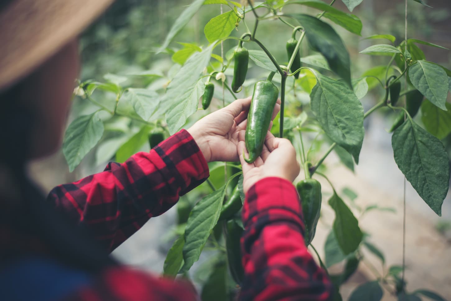 An image of a woman farmer hand-keeping chili pepper plant in the garden.