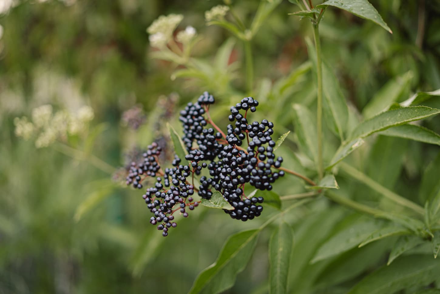 An image of elderberry tree with black berries in the garden.