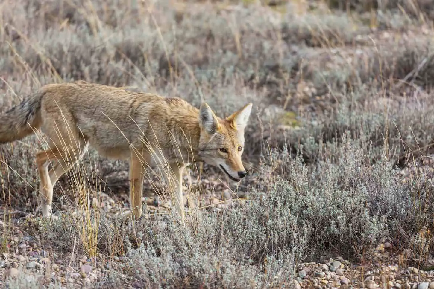 An image of a wild coyote in the pasture.
