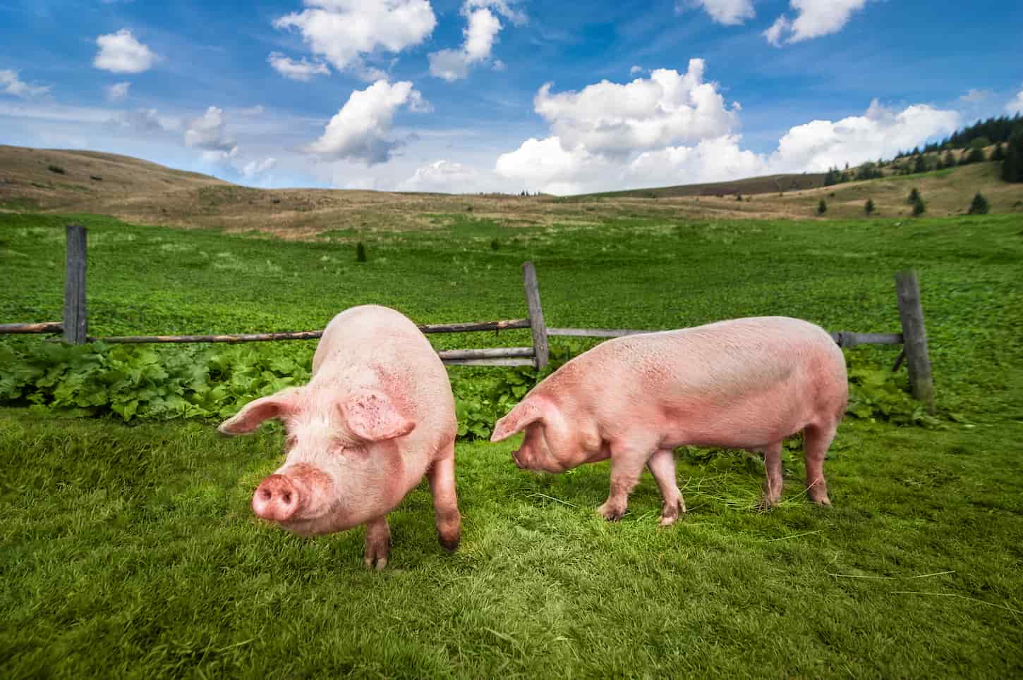 An image of Cute pigs grazing a summer meadow at mountains pasturage.