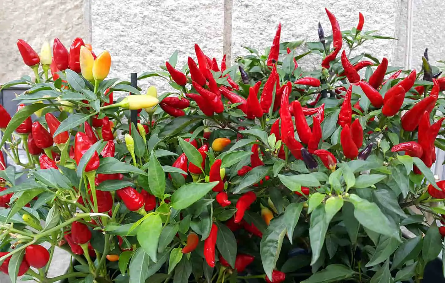 An image of colorful chili pepper plants in a garden set-up.