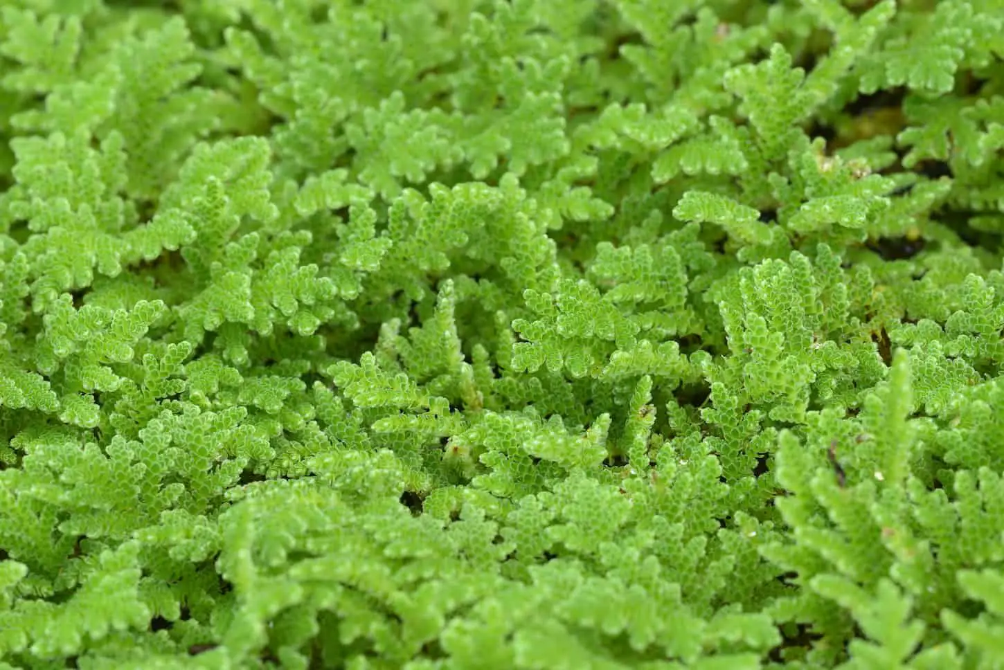 An image of water mosquito fern, fairy moss, freshwater aquatic Azolla.