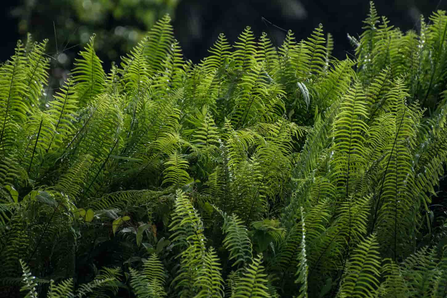 Can Ferns Grow In Water Only? (Do They Grow In Water?)