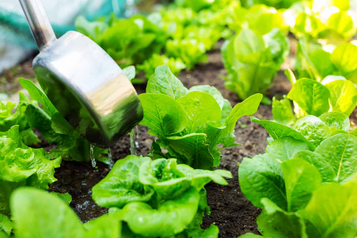 An image of fertilizer pouring into lettuce plants in a vegetable row.