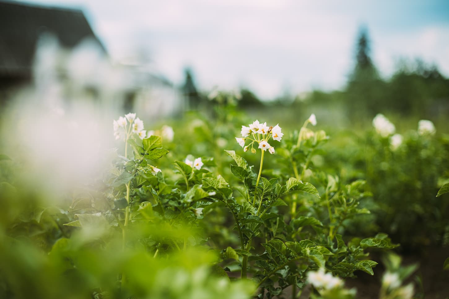 An image of flowering blooming green vernal sprouts of potato plant or Solanum Tuberosum growing on a plantation in spring-summer.