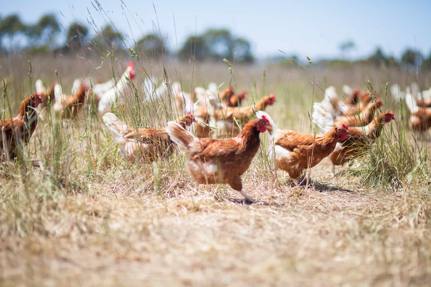 An image of free-range chickens roaming around the farm.