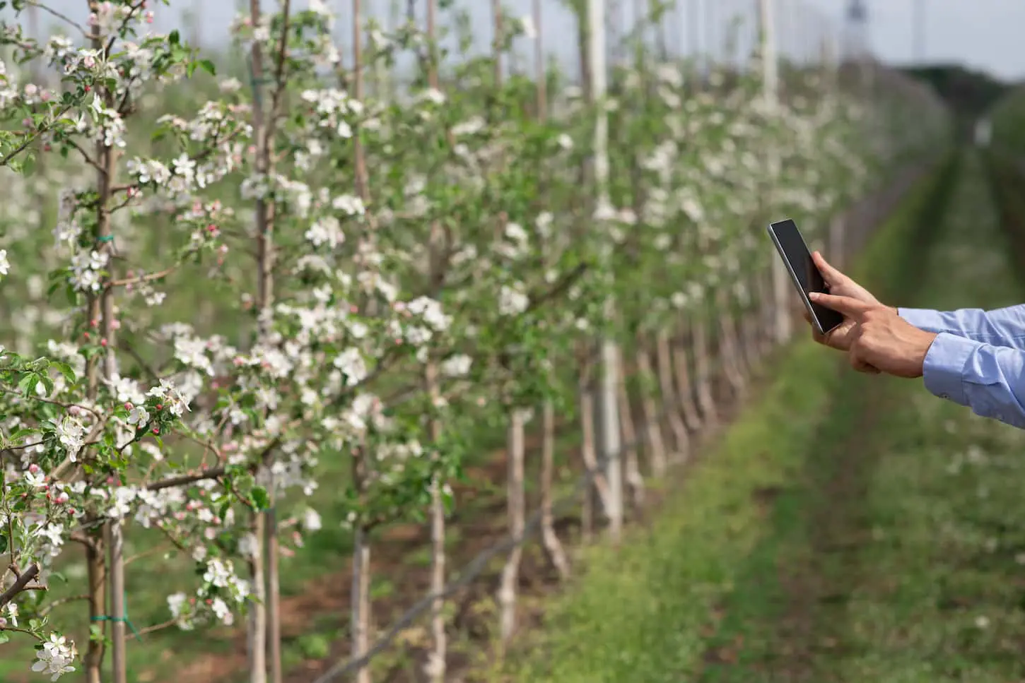 An image of the hands of a millennial man with a smartphone with blank screen monitoring plantations of apple trees with white flowers on-farm field in spring, cropped.