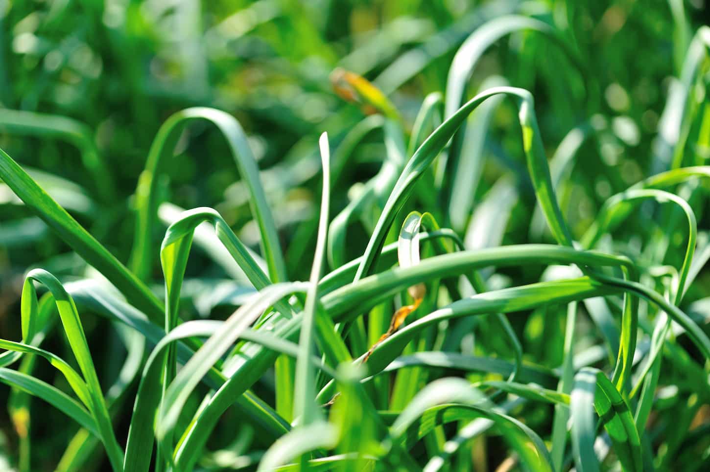 Why Do Garlic Plants Fall Over? (7 Reasons and Tips) 1 An image of garlic crops in the garden.