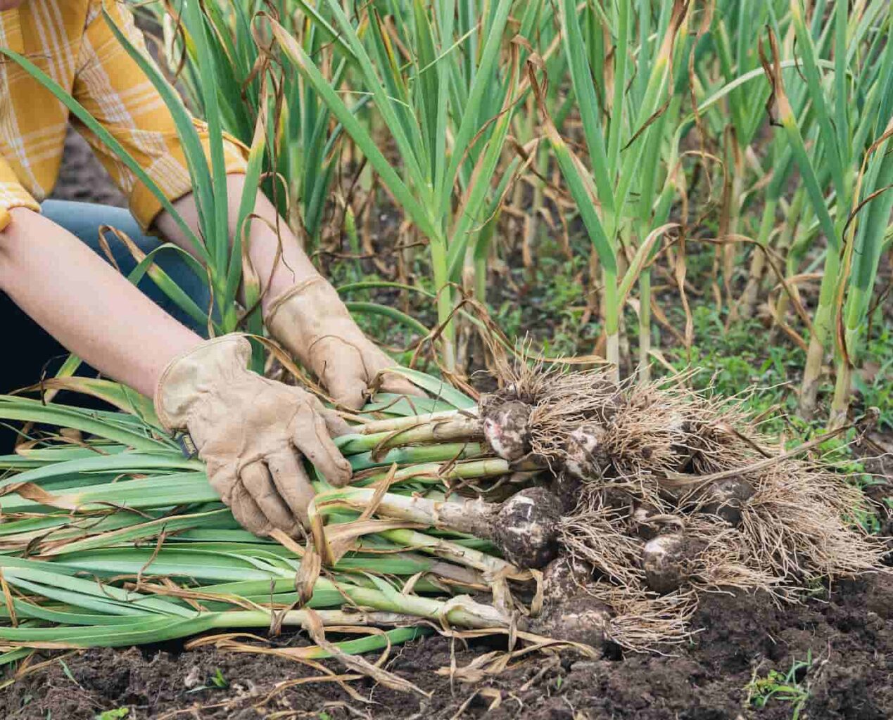 An image of a farmer's hands with gloves is bunching freshly harvested garlic in the vegetable field.