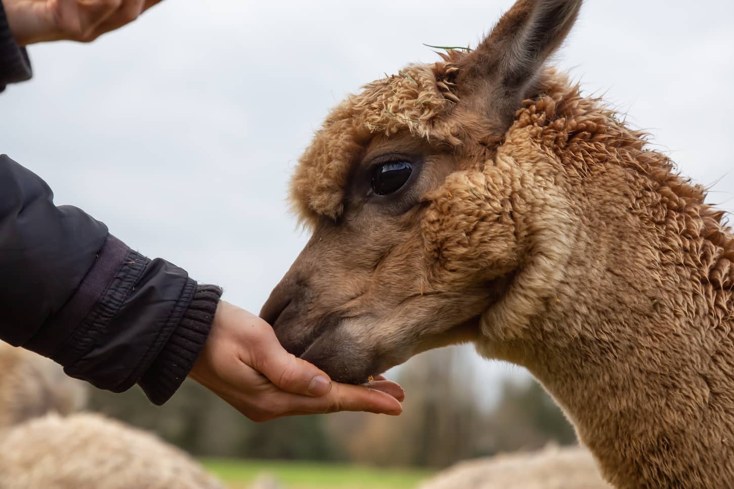 An image of a girl feeding food from hand to a brown Alpaca on a farm.
