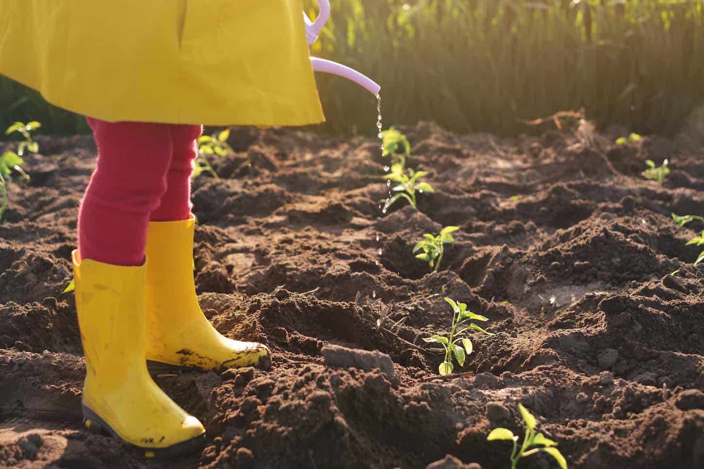 An image of a girl in rain boots pouring water from a watering can in a planted seedlings.