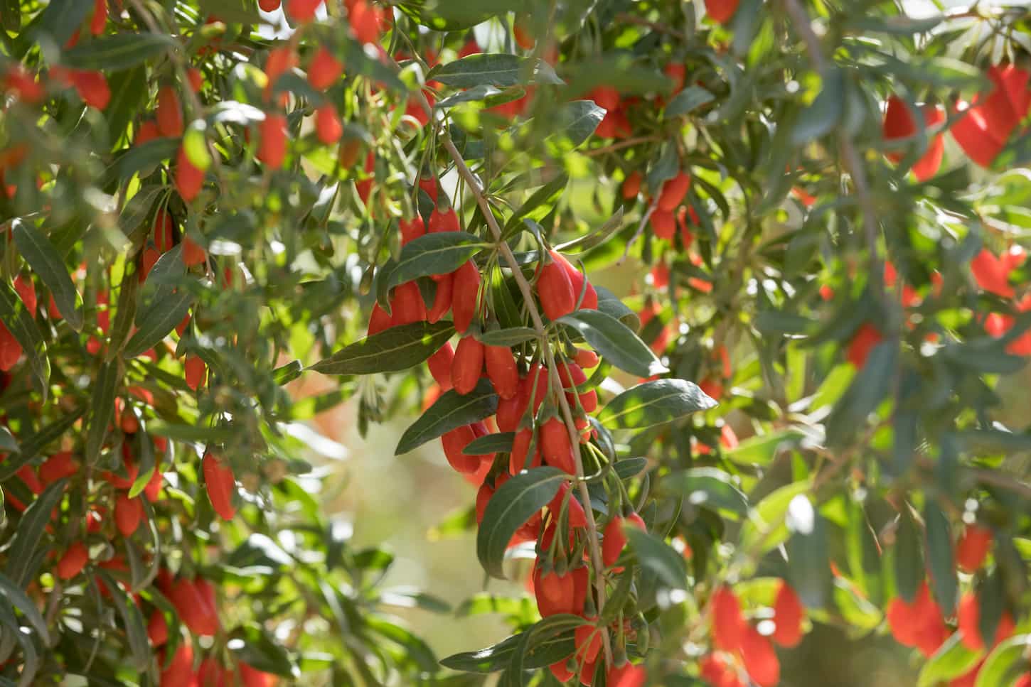 An image of Goji berry fruits and plants in a garden in a broad daylight.