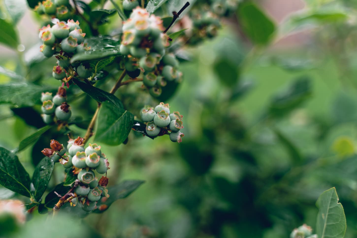 An image of green and unripe blue berries in the garden.