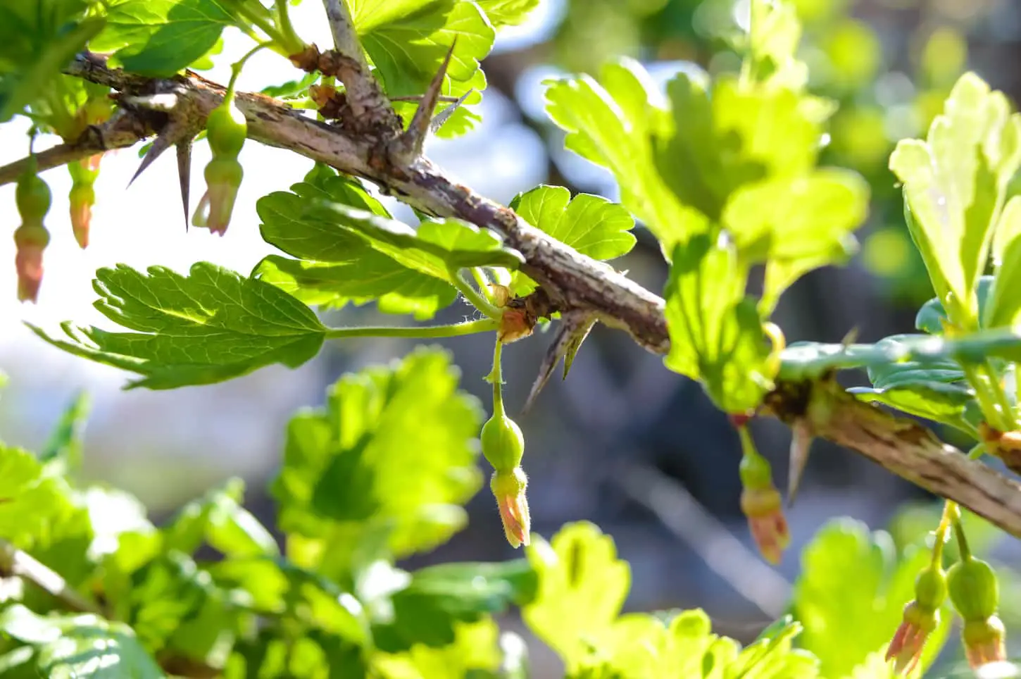 An image of green gooseberry branches with unripe berries in a garden during springtime.