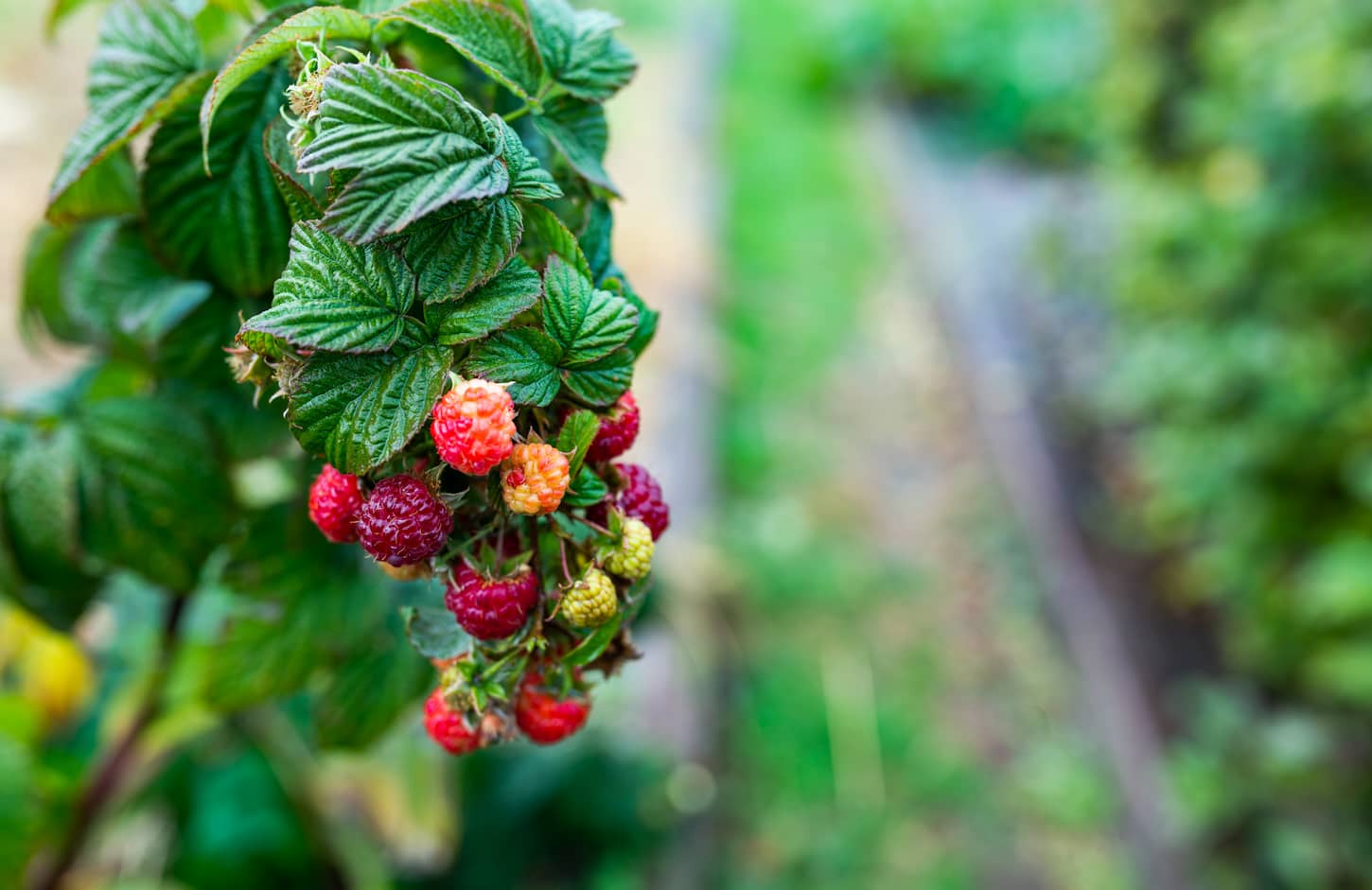 An image of a bush of green leaves and a bunch of pink and yellow raspberry berries ripening in an orchard under bright warm sun rays closeup.