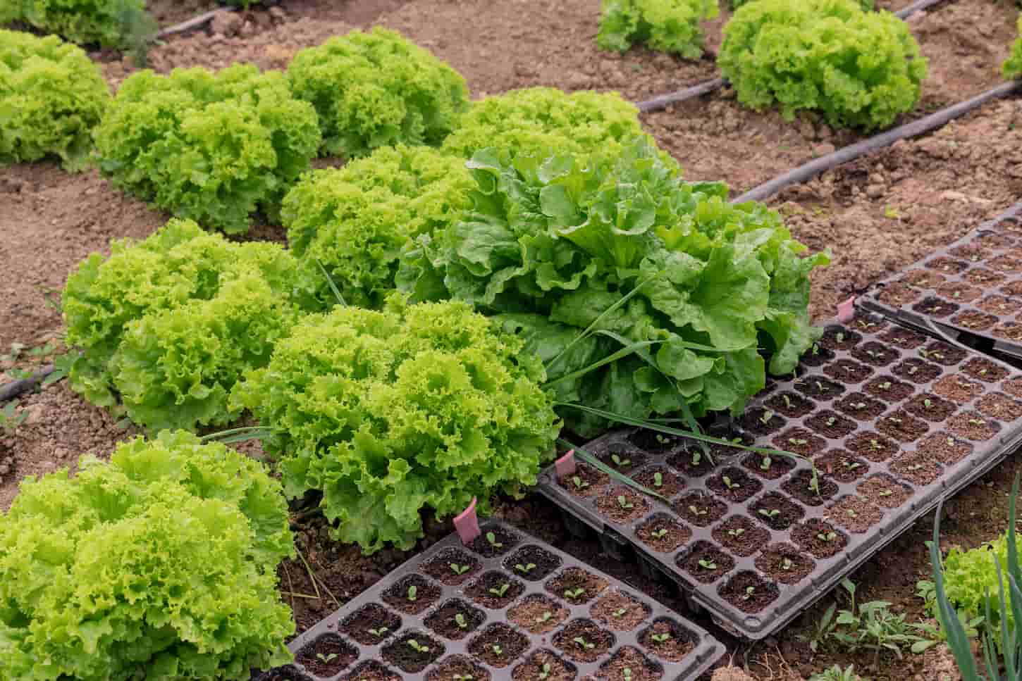 Why Does My Lettuce Taste like Dirt? (4 Possible Reasons)
