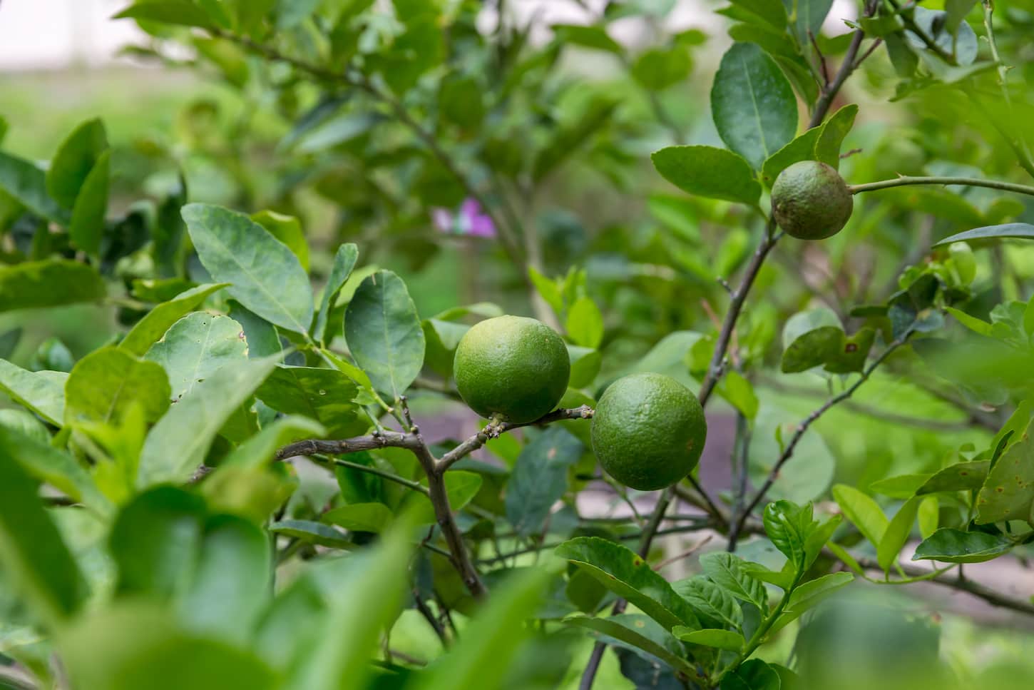 Top 12 What does lime tree look like 4 Lime Tree Leaves: Everything You Wanted to Know