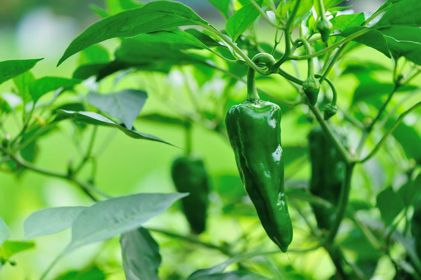 An image of green pepper plants in a vegetable garden on a sunny set-up.