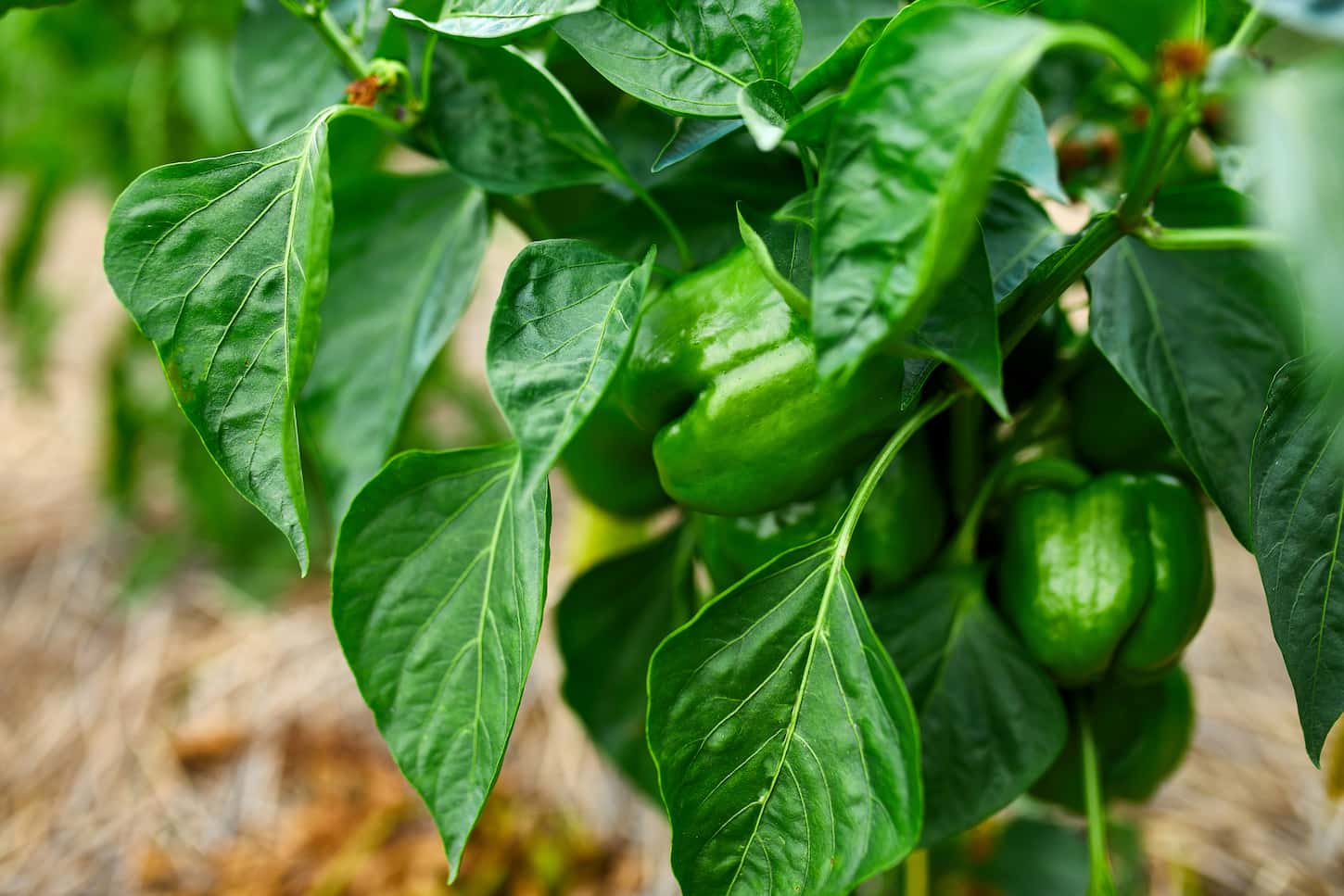 An image of green bell peppers growing in a garden outdoor set-up.