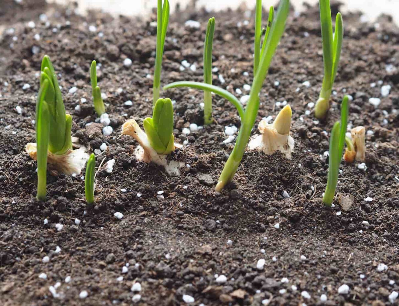 Growing and Storing Garlic: A Complete Guide 4 An image of a green garlic plant sprouts peeking up through bark mulch.