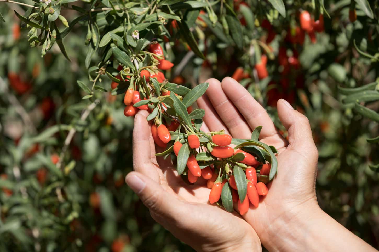 An image of a woman's hands holding goji berries in the garden.