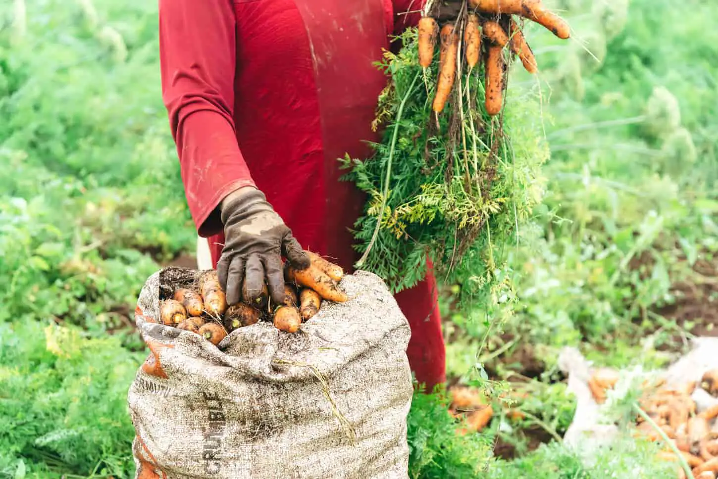 An image of a farmer harvesting carrots. The farmer puts loads of carrots in a full sack while holding another set of carrots in his other hand.