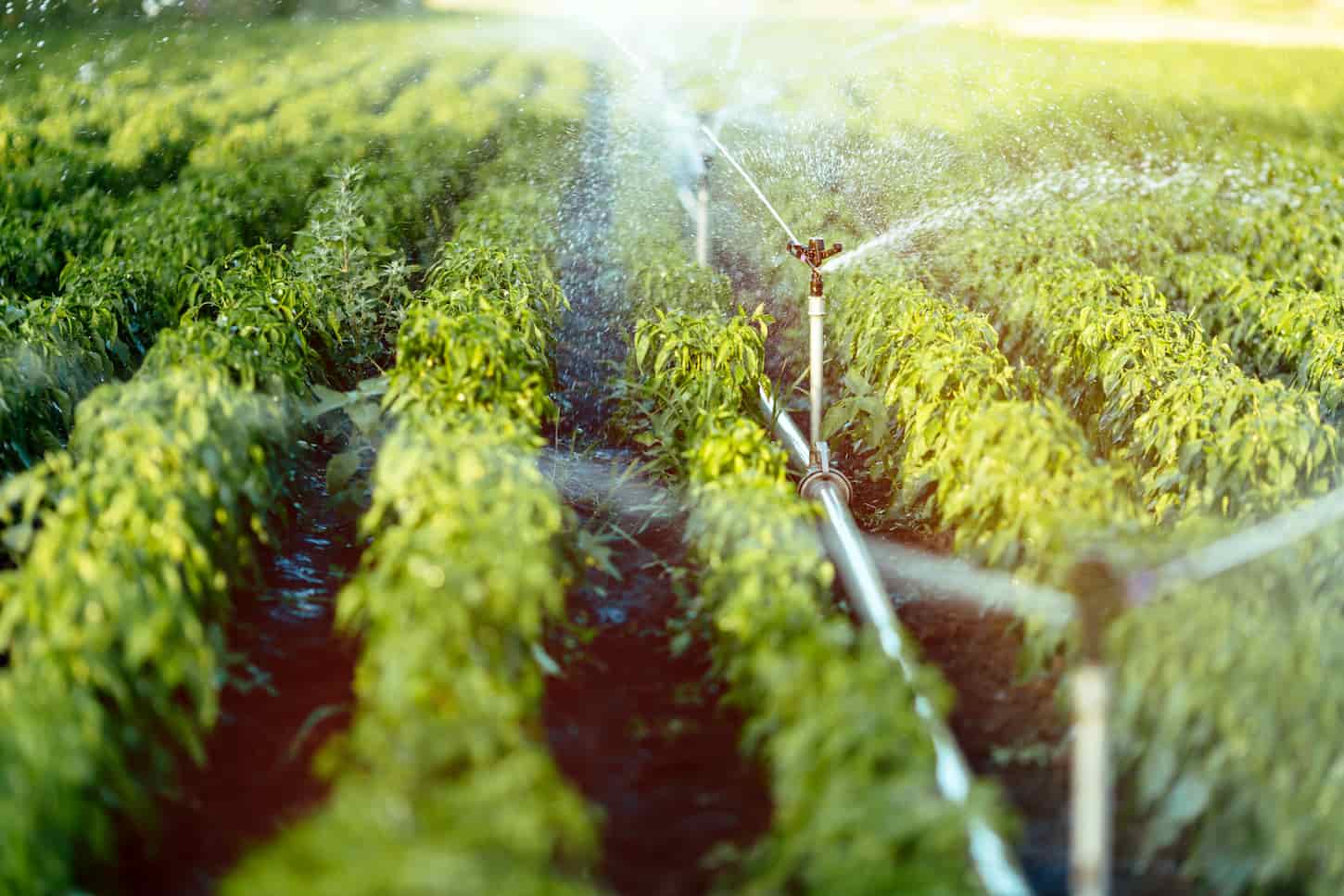 An image of an irrigation system in the vegetable field on a sunny summer day.
