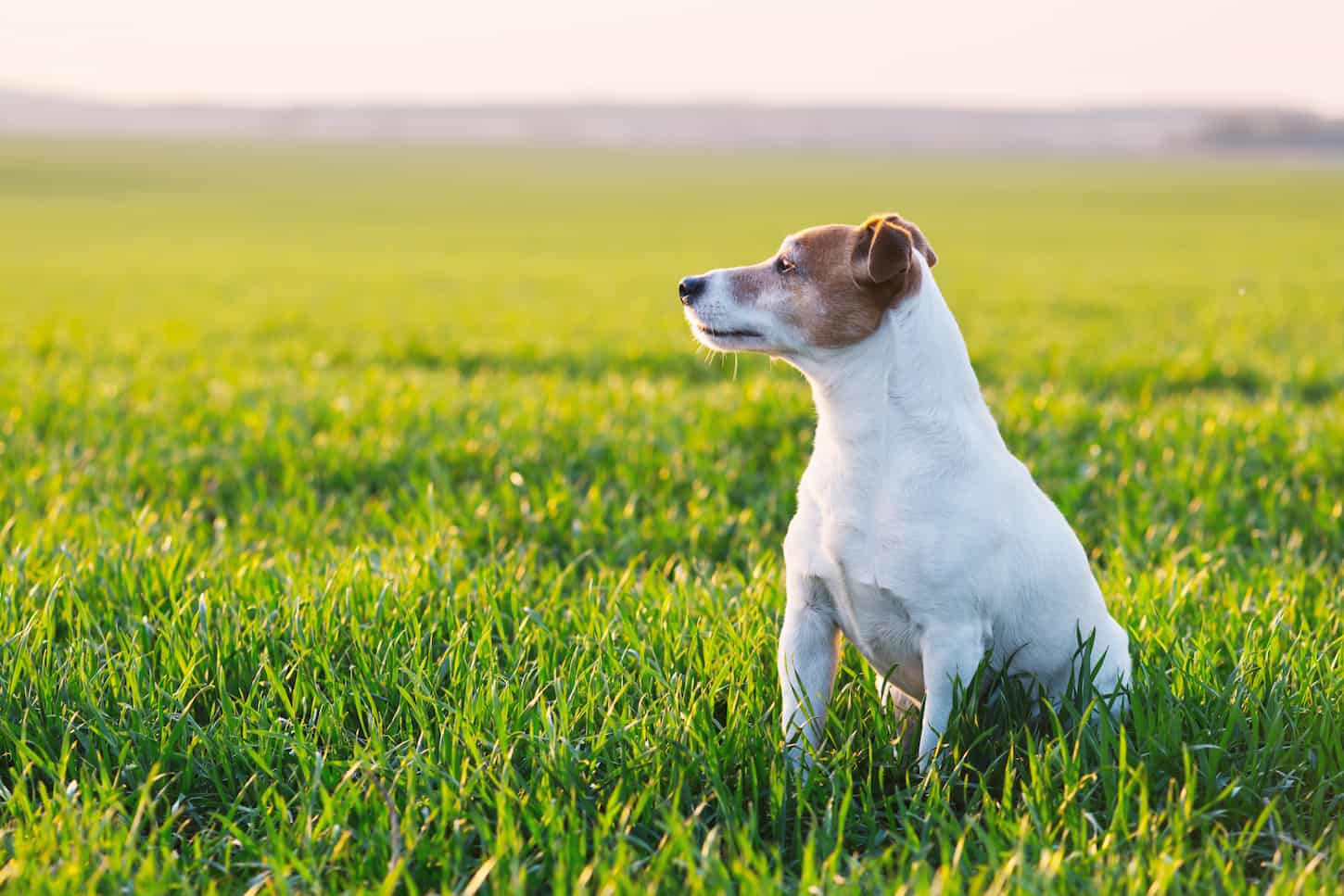 An image of Jack Russel terrier on a green field.