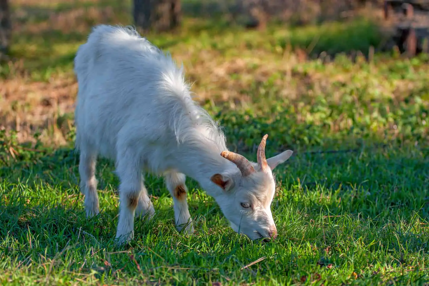An image of a white goat eating grass in a farm field.