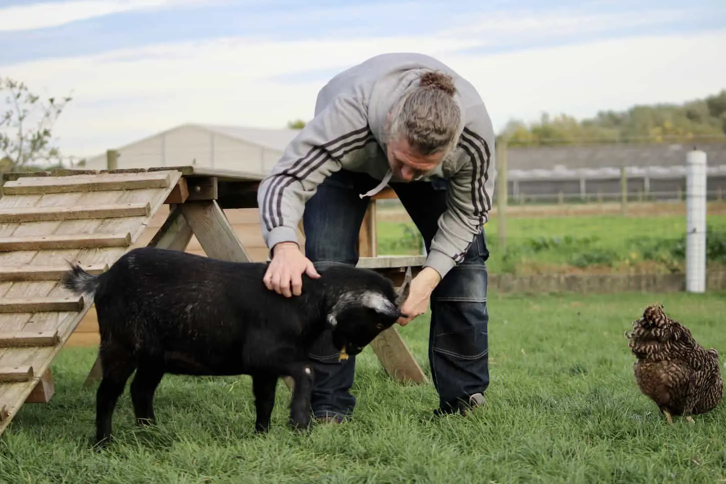 An image of an owner petting his black goat on the farm.