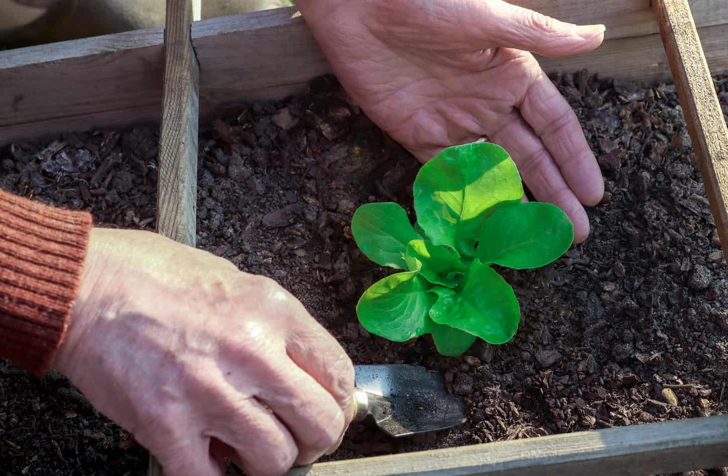 An image of a man's hands planting young fresh green sprouts of lettuce salad in the garden.