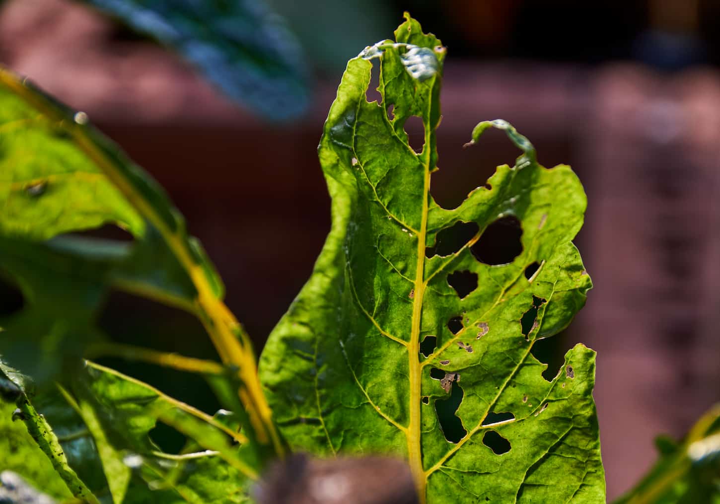 An image of many bite marks of pests on the vegetable leaves.