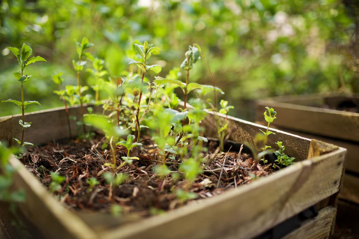 An image of mint plants growing in raised garden beds.