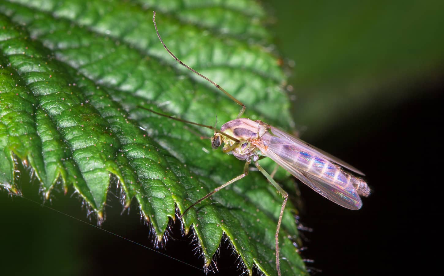 A close-up image of a large mosquito with iridescent wings photographed on a leaf at night at the Wood Lane Nature Reserve in Shropshire, England.