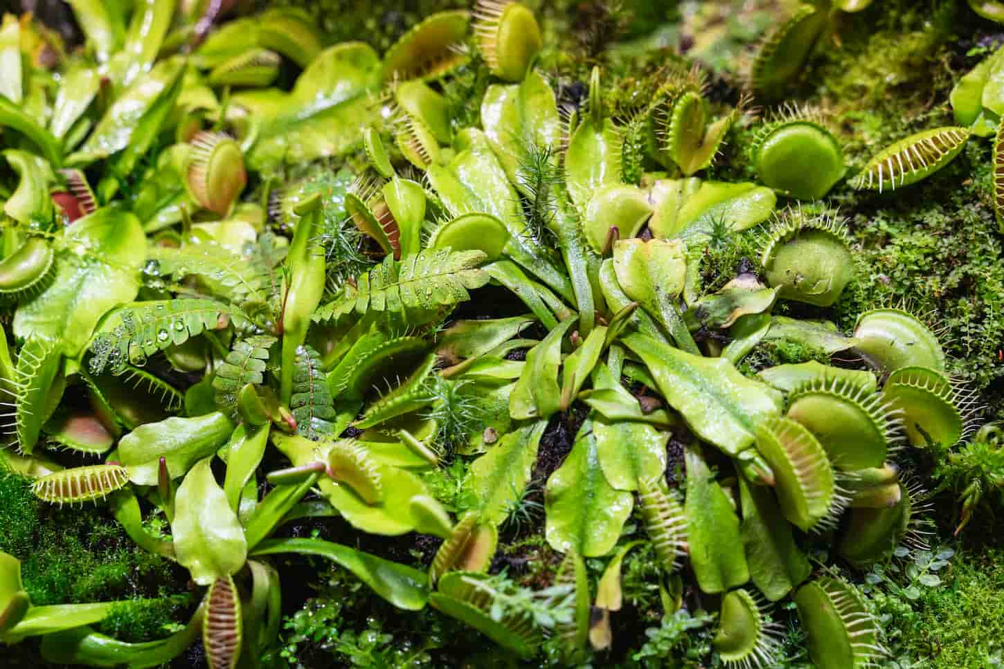 An image of a plant predator called Venus flytrap, green jaws found in the forest used as a trap for mosquitoes and other insects.