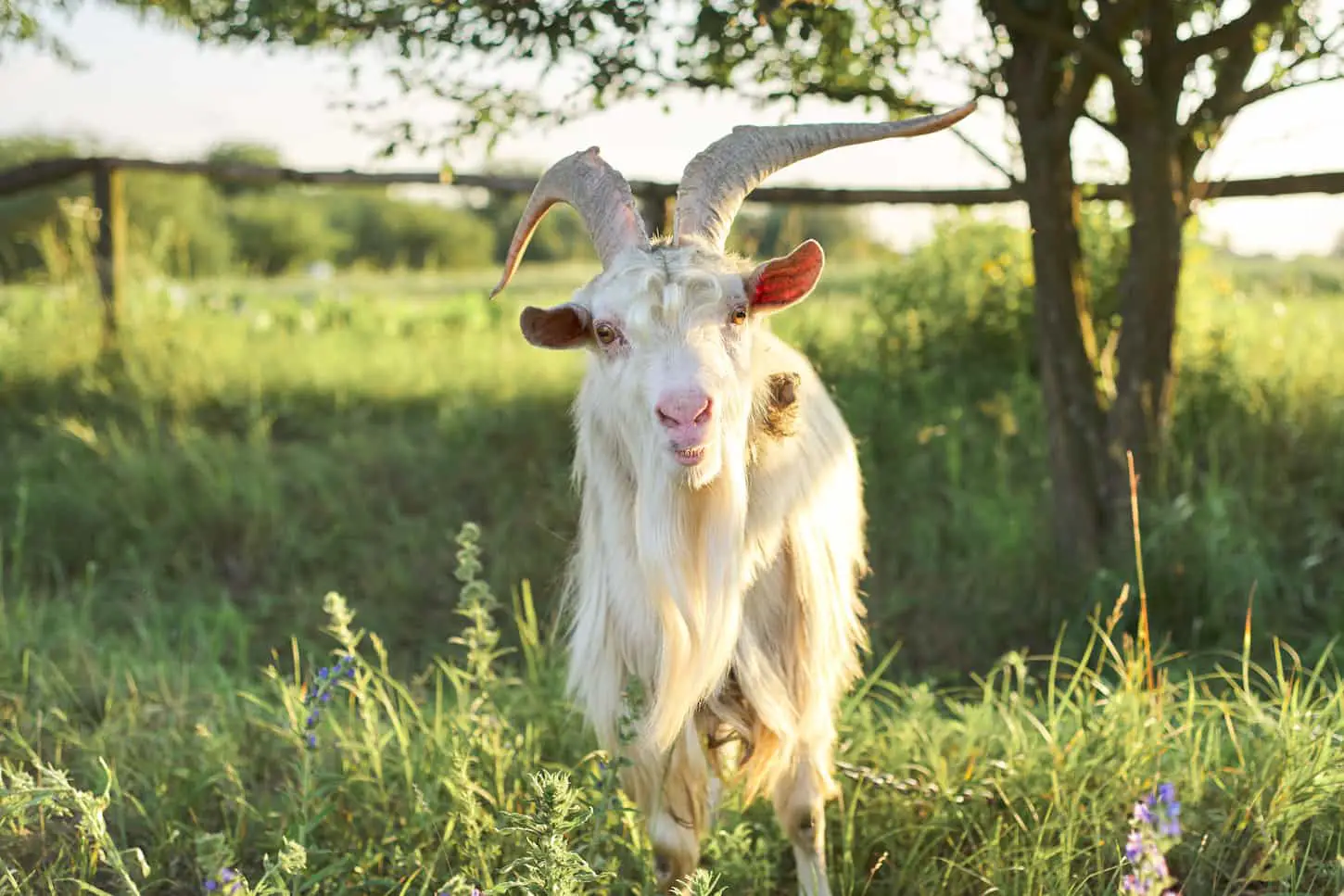 An image of an old horned bearded white goat in a farm looking at the camera.