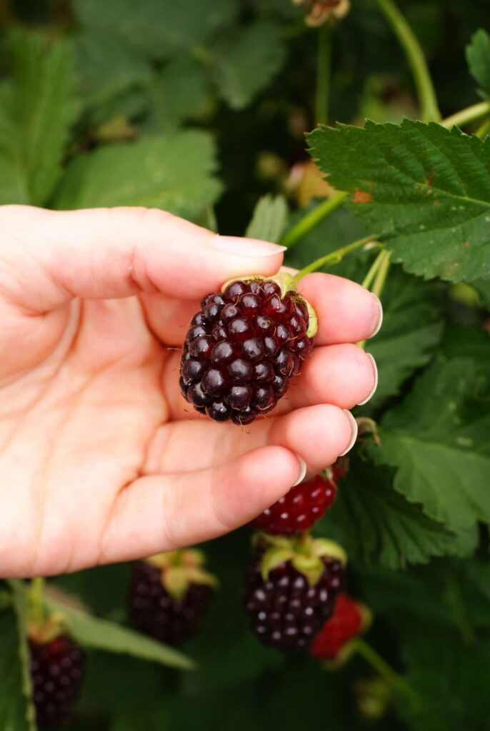 An image of a woman's hand showing a ripe soft tayberry fruit being picked off of the vine.