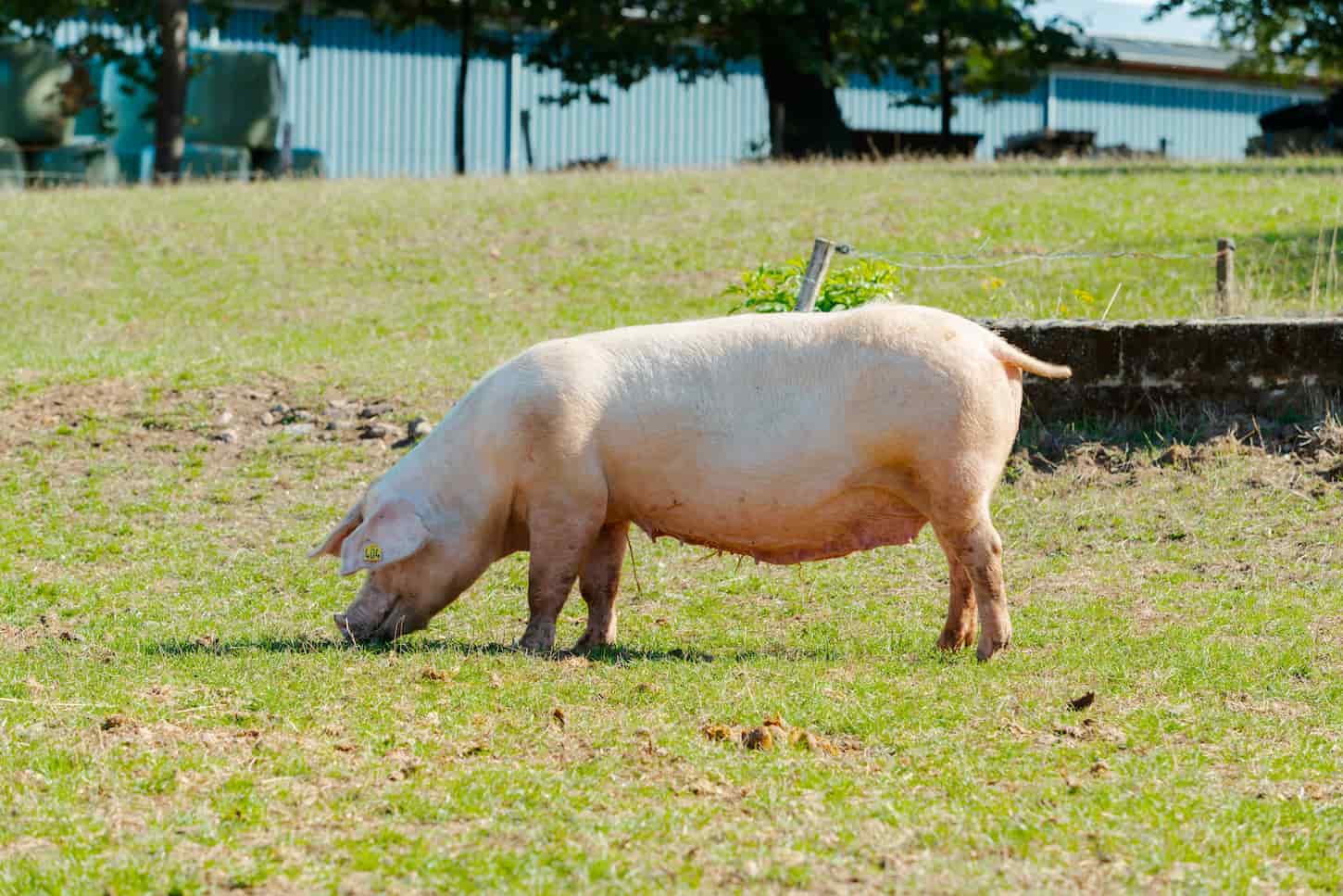 An image of a Healthy pig in the meadow.