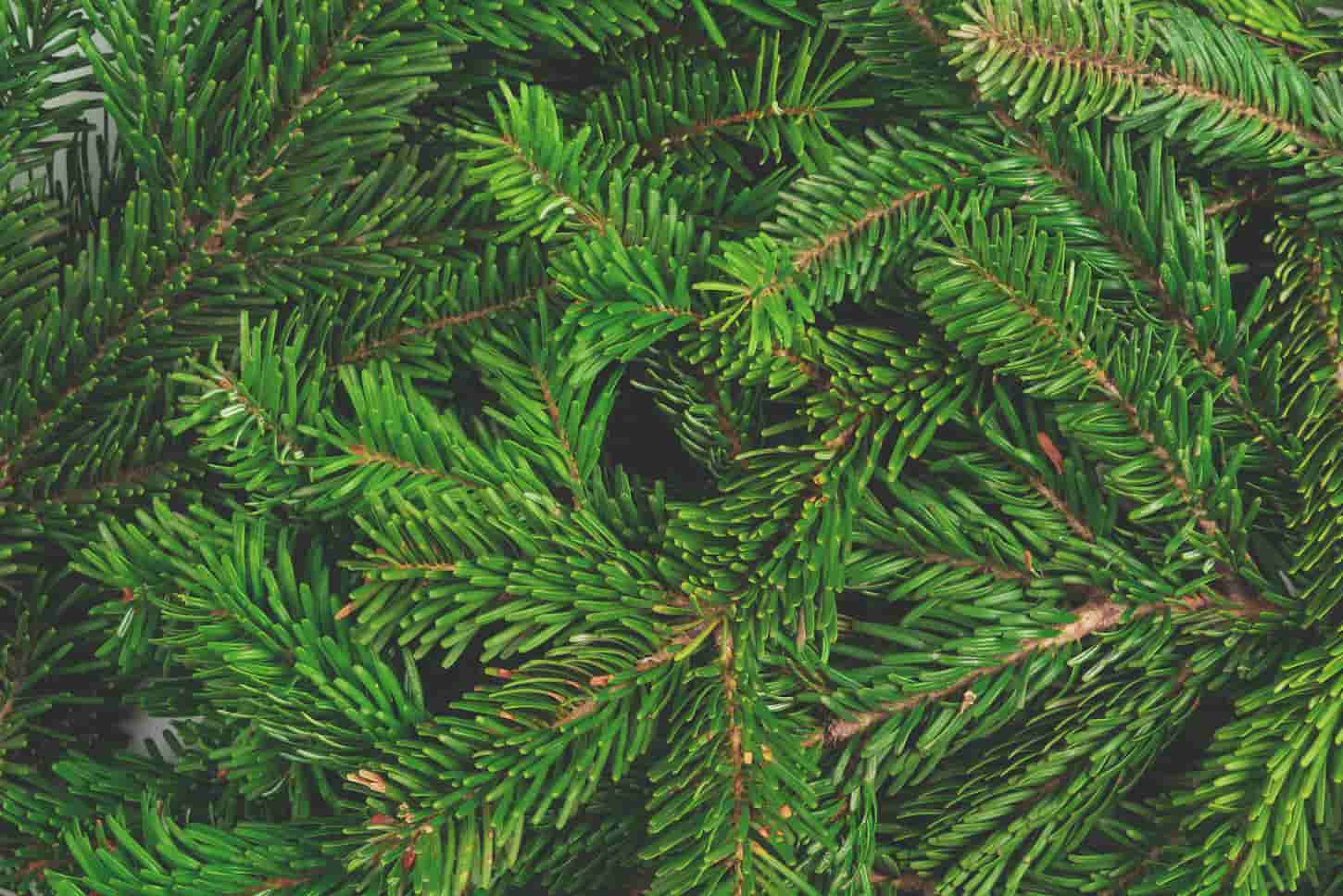 An image of pine tree branches pile close up as a background.