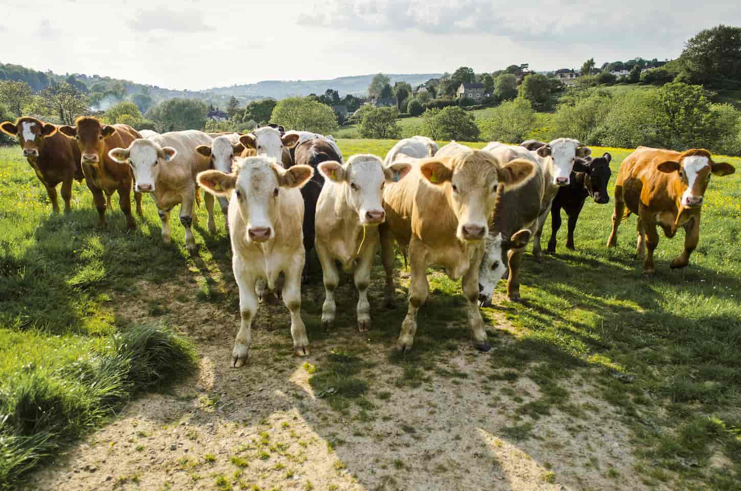 An image of a herd of cows in a rural green field.
