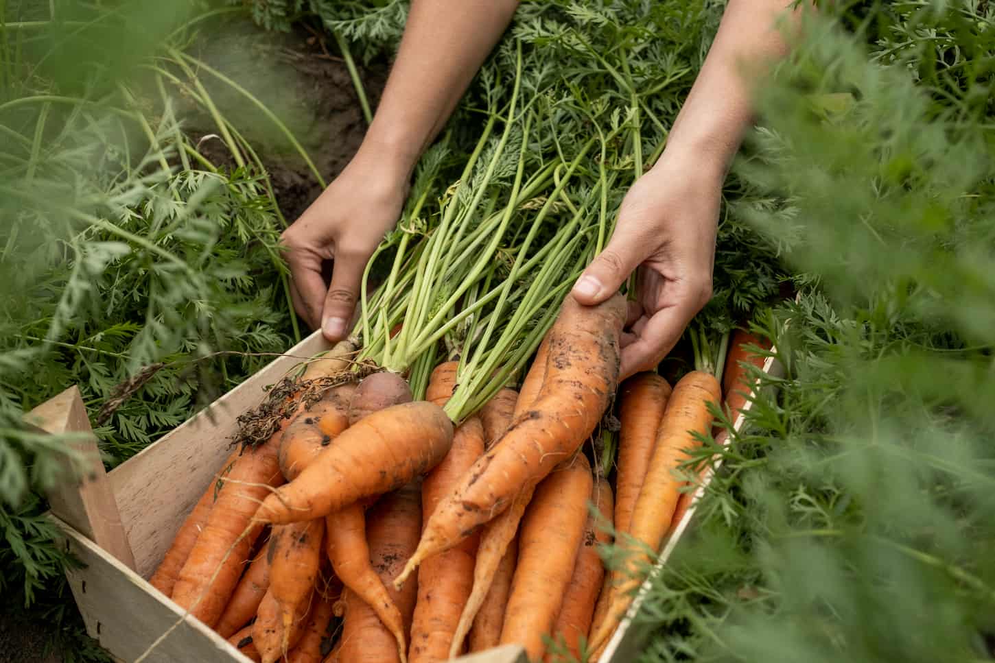 An image of an unrecognizable farmer putting carrots into the box while harvesting crops at a plantation.