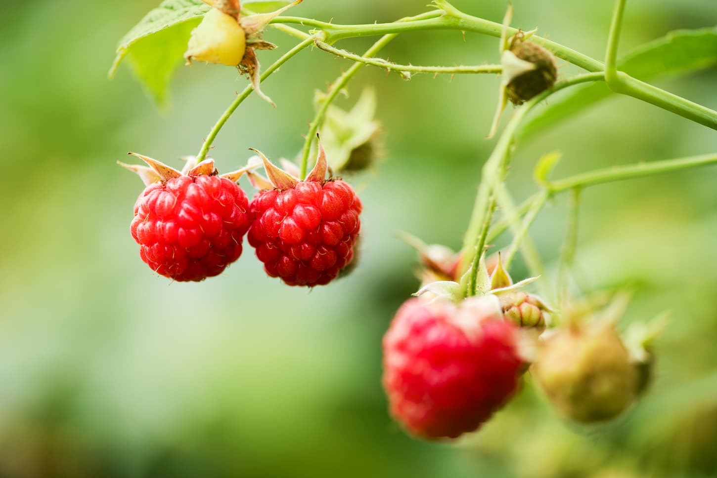 A close-up image of raspberries growing in a farm.