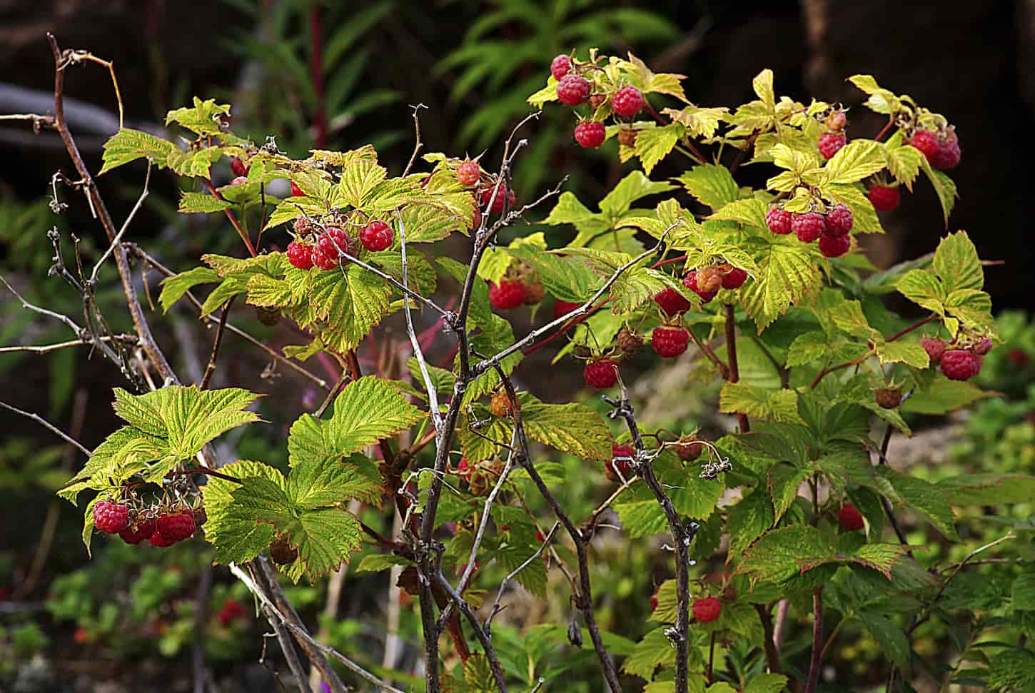 An image of a raspberry bush with bright ripe berries in the forest.