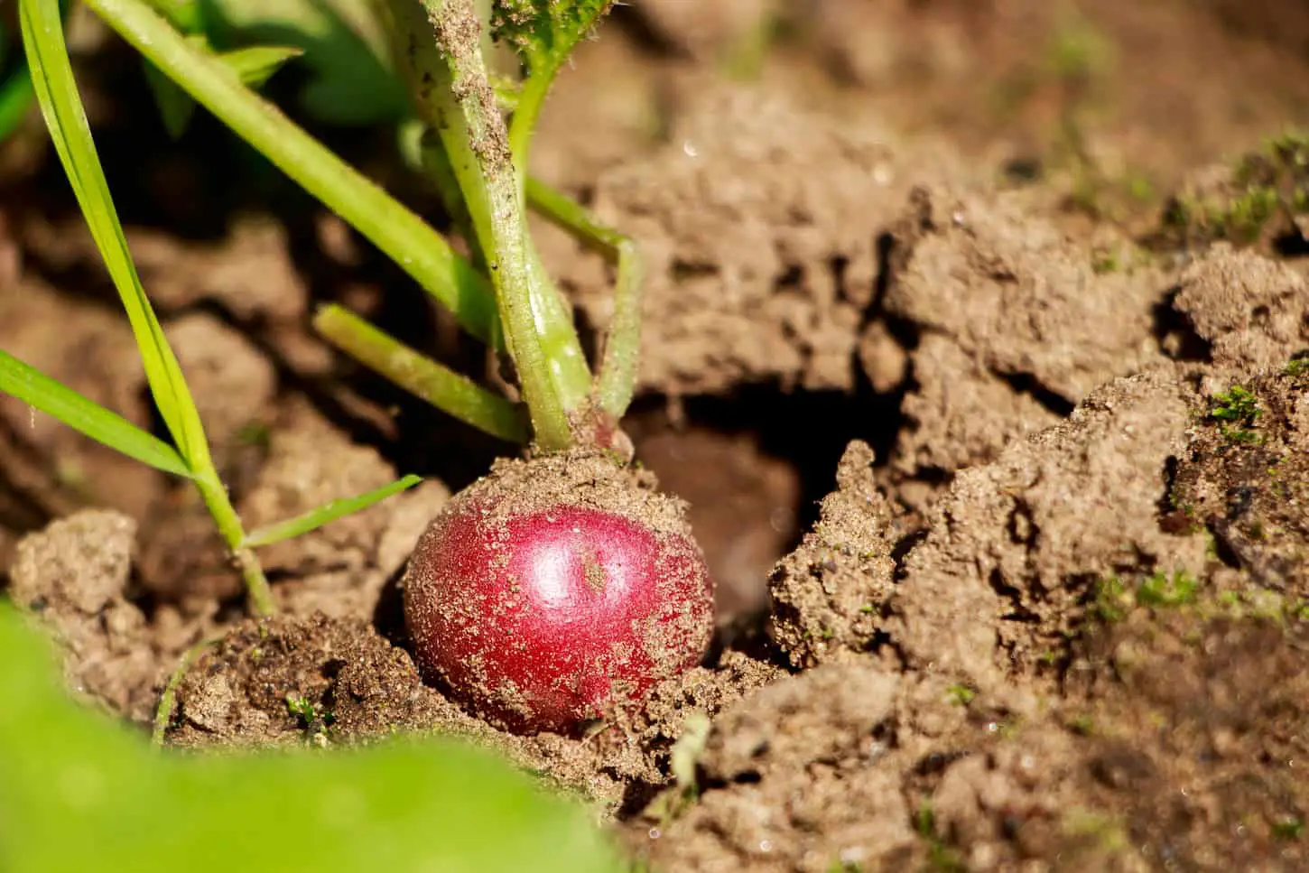 An image of a Ripe radish vegetable in the ground growing in the garden.