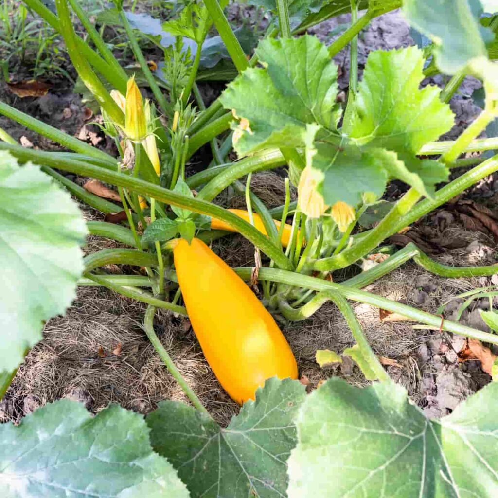 A top-view image of ripe yellow zucchini and flowers between leaves in a vegetable garden on a sunny summer day.