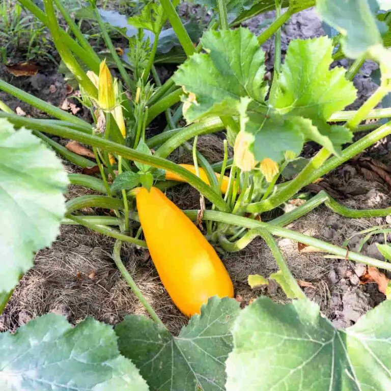 Why Are My Zucchini Turning Yellow And Rotting? (6 Prevention Tips)