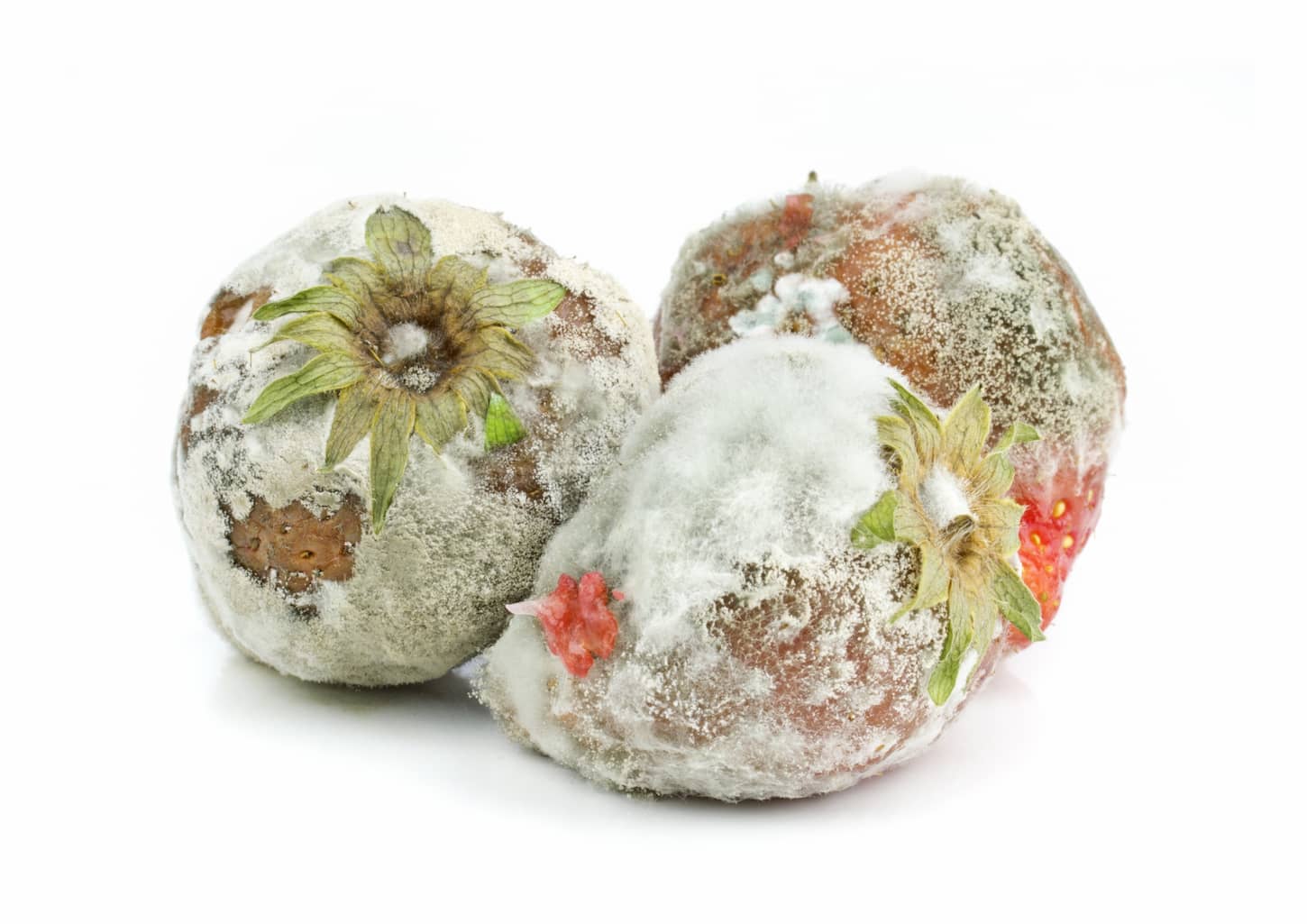 An image of three rotten mouldy strawberries on a white background.