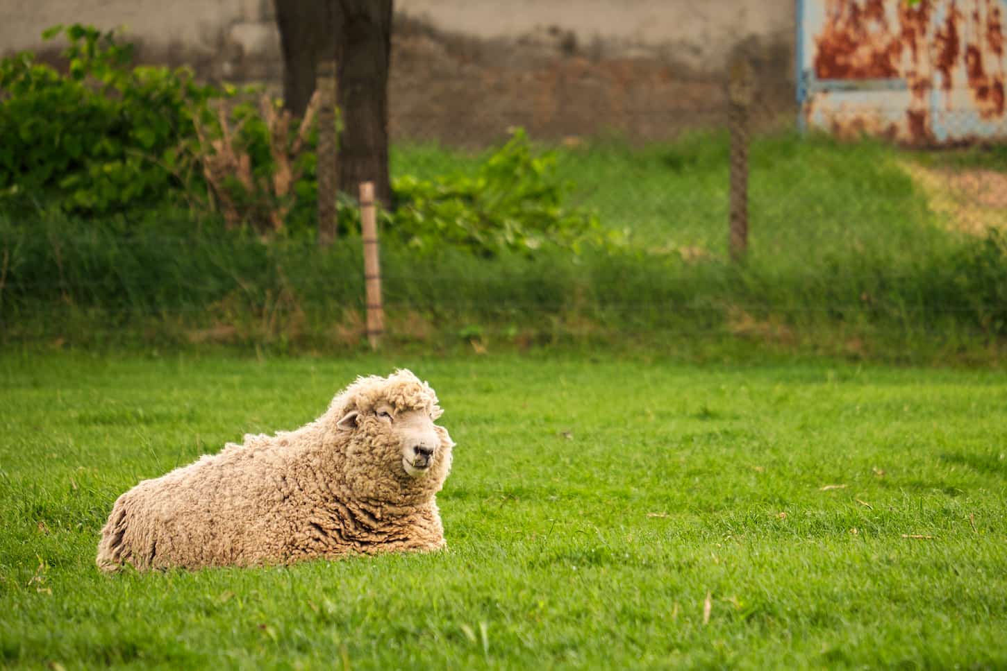 An image of a sheep laying in the pasture.
