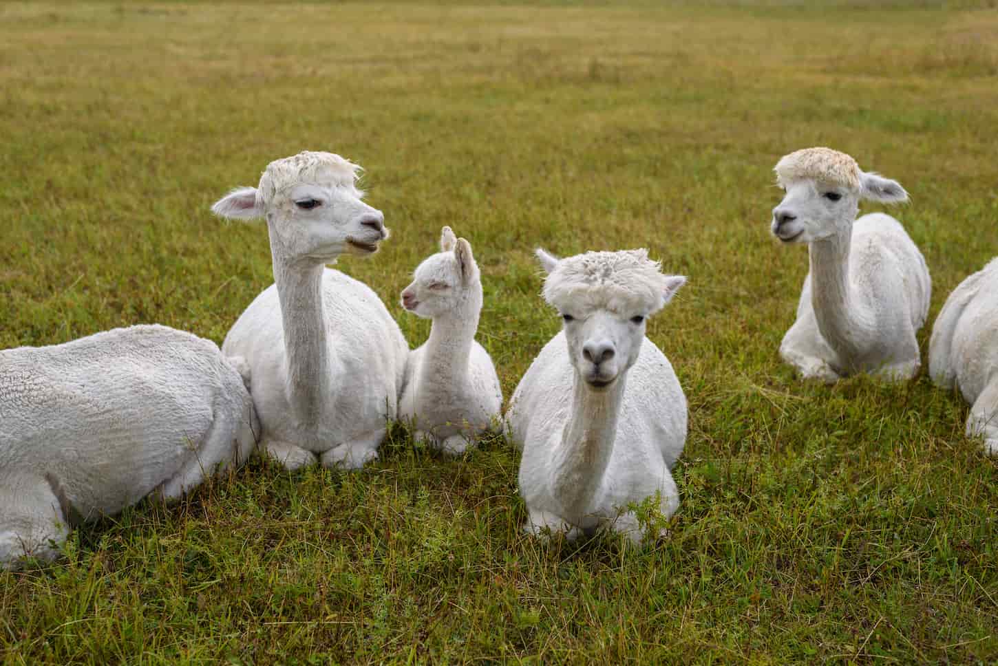 An image of alpacas laying down in the grass field.