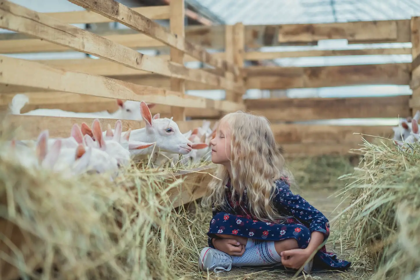 An image of a little girl kissing a little goat in a farmyard.